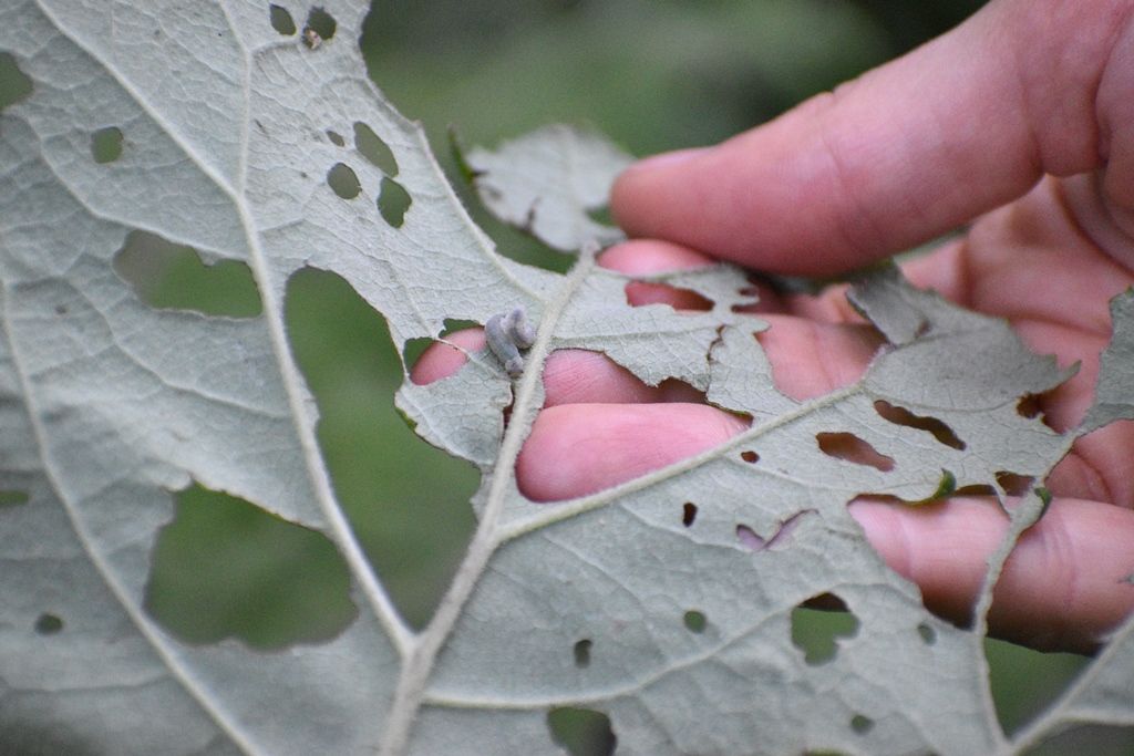 Bruco da identificare: larva di Tenthredo sp.